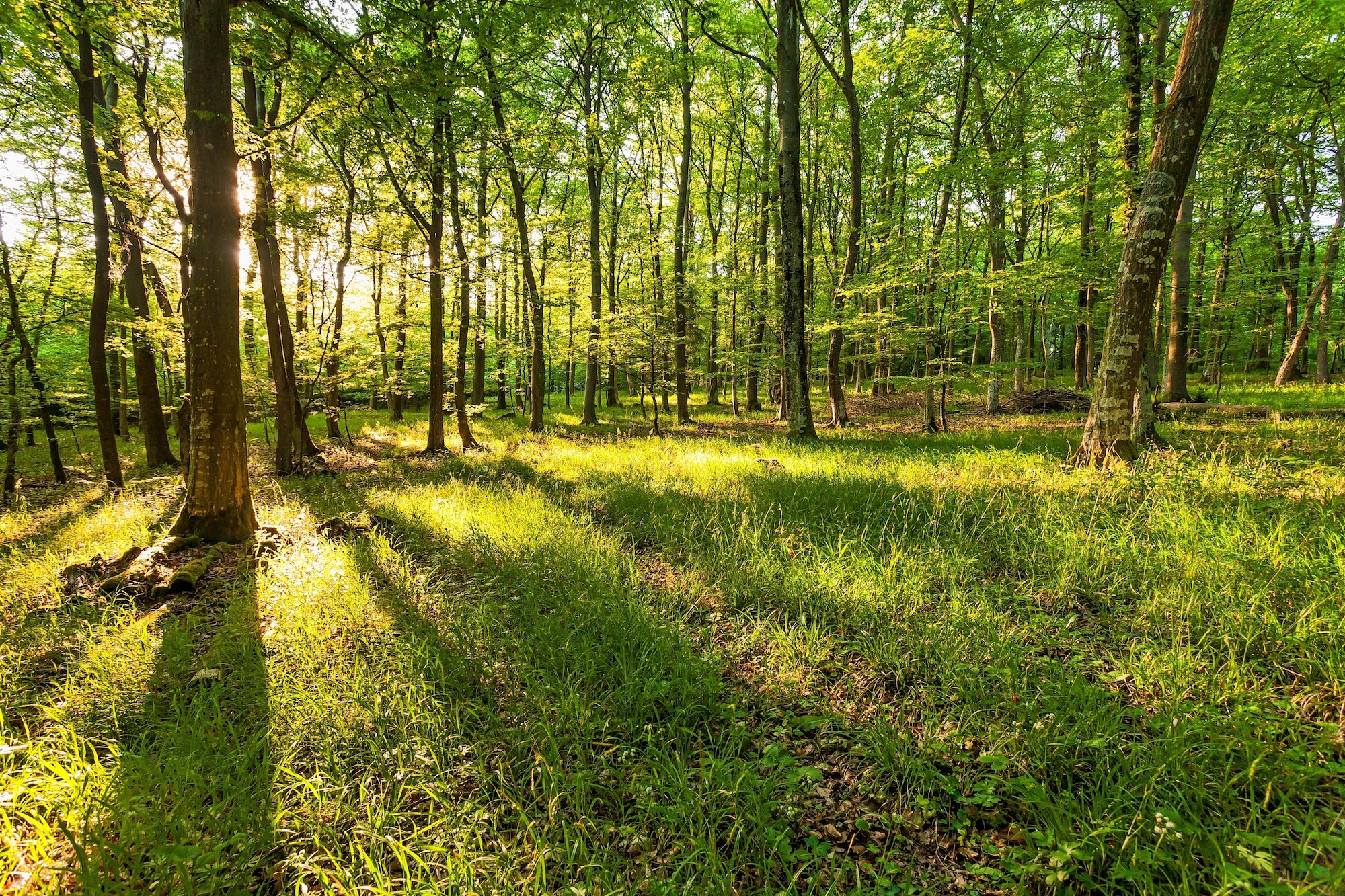 Beautiful shot of the sun rising over a green forest with different kinds of plants